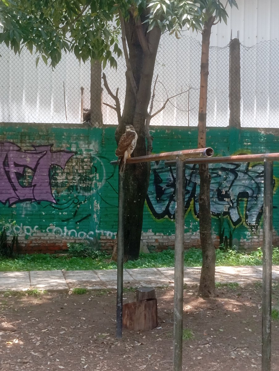 pelufinder's tweet photo. @SEMARNAT_mx que onda con ustedes? Llevo una hora reportando y nadie contesta, su directorio puro director aparece pero tampoco contestan, no son buenos para atender emergencias @proteccionanimal https://t.co/N5TwkPreMn