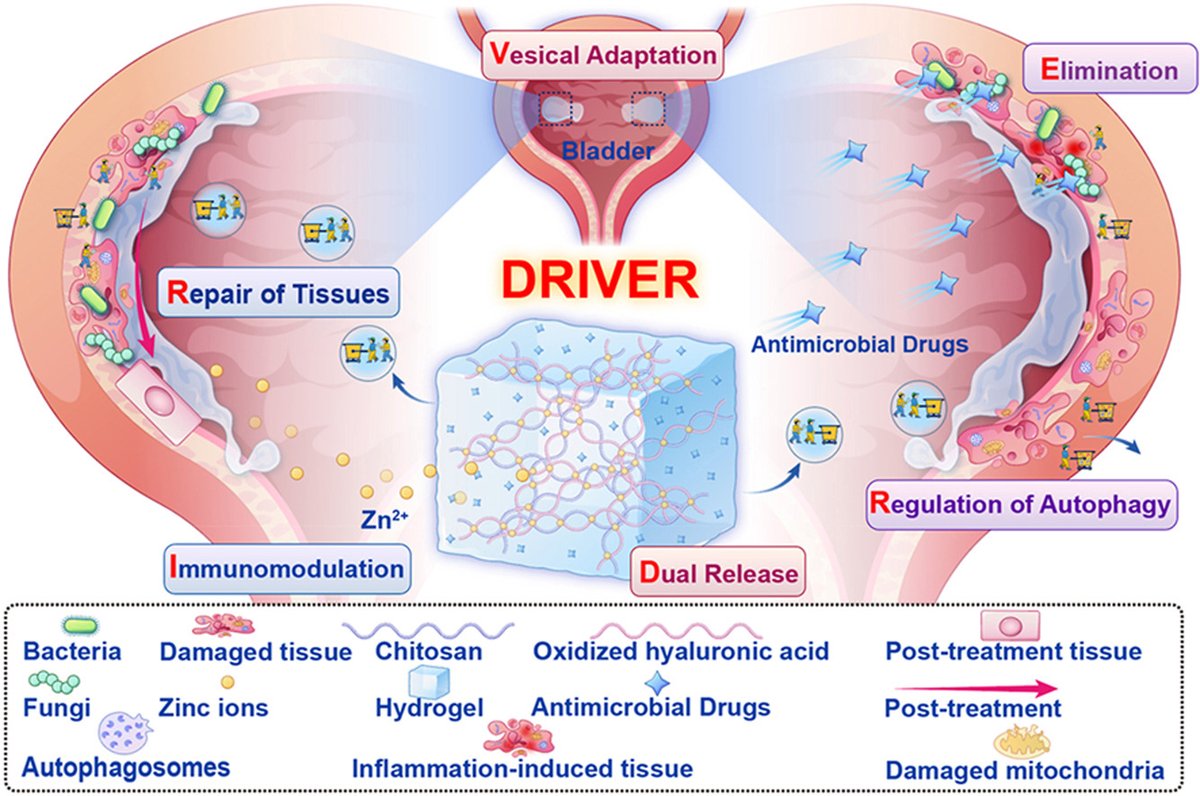 ActaPharmSinB's tweet photo. Article✍️#Bladder #adaptive #hydrogel #scaffold with dual release, #antimicrobial, #immunomodulatory, and repair: DRIVER for #urinary #tract #infections. From Dr. Gong @SichuanUniversity; @Sciencedirect; @ElsevierConnect.
https://t.co/GV5FkbZ3zt. https://t.co/4YHTvuuWvp