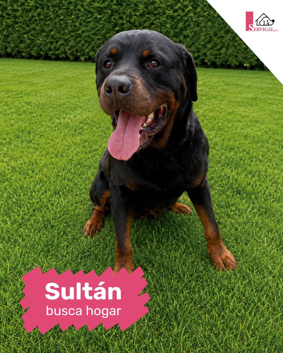 SosAbuelos1's tweet photo. #ACoruña
#SULTÁN tiene 7 años. Es un perro bello y grandote, pero tras ese envoltorio imponente hay un animalito tierno que ha sufrido mucho y está deseando encontrar estabilidad y ser querido

Es un peludo potente que necesita a alguien que sepa llevarlo

Contacto: 981 679 083 https://t.co/xJ4UISX4KF