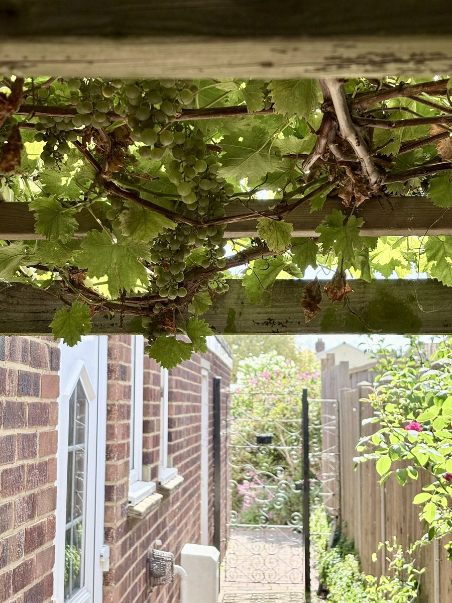 Damo_84's tweet photo. My pears and grapes are coming along nicely - almost ready for picking, Damo Titchmarsh #Garden #Peartree #Grapevine https://t.co/KKkJ03jBok