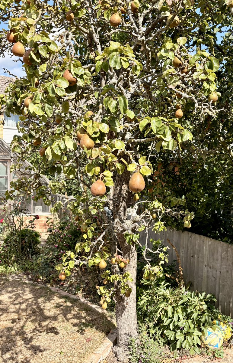 Damo_84's tweet photo. My pears and grapes are coming along nicely - almost ready for picking, Damo Titchmarsh #Garden #Peartree #Grapevine https://t.co/KKkJ03jBok