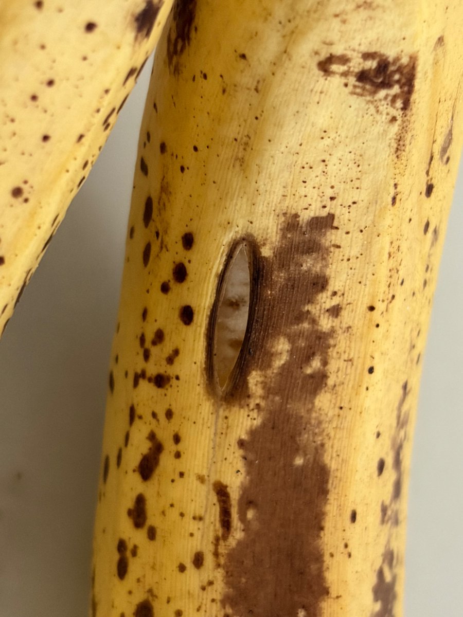 mentally_catss's tweet photo. banana lowkey #cutspo https://t.co/2OpXJZskKk