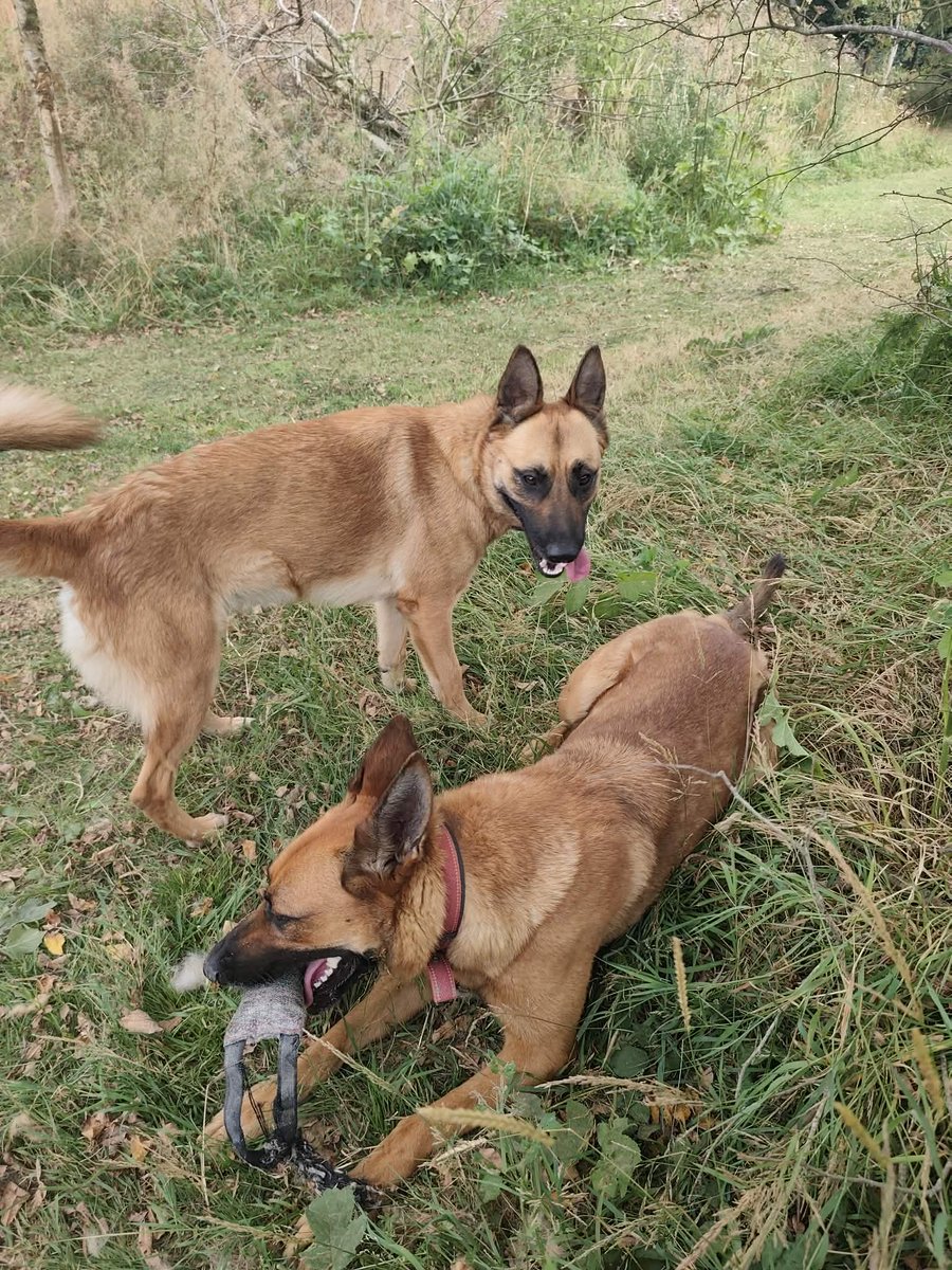 gsrescueelite's tweet photo. Bambi is 3yrs old and she is a great girl with a super friendly temperament. Bambi can live with older kids and arrived with Bonnie so may be able to live with another dog 
#germanshepherd #dogs #Cornwall 
https://t.co/yS7amMlveu https://t.co/vDi6fnH8Iz