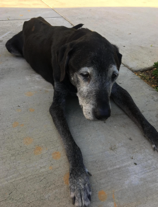 BestinDogs's tweet photo. Send him one 🩶🖤 https://t.co/6HlRTE3PtV