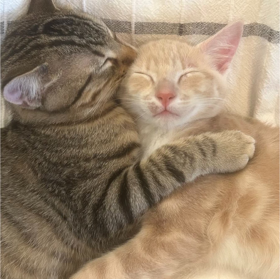 lacedksses's tweet photo. kittiezz !! >_< https://t.co/Urb7fe5FPe
