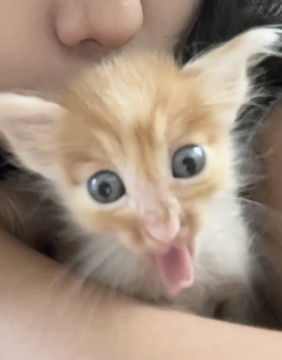 twaniimals's tweet photo. https://t.co/SJZ2JxHHOa