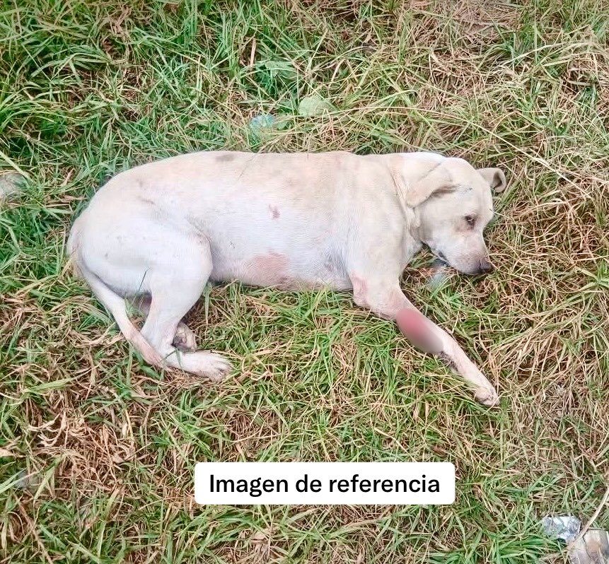 AnimalesBOG's tweet photo. 🚨 En atención al reporte de un canino en la calle 162 con cra. 7ma, el equipo en campo del IDPYBA identificó que el canino no es de calle, se perdió del lugar donde estaba y ya fue encontrado por sus tenedores y está siendo atendido por veterinaria privada. https://t.co/CVkSx3qJHZ