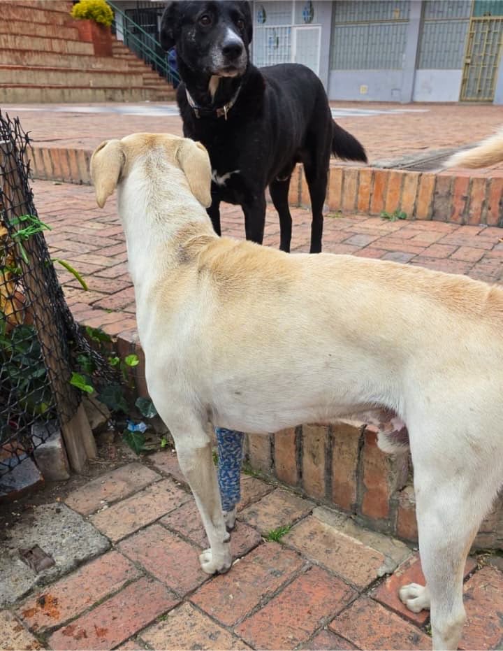 AnimalesBOG's tweet photo. 🚨 En atención al reporte de un canino en la calle 162 con cra. 7ma, el equipo en campo del IDPYBA identificó que el canino no es de calle, se perdió del lugar donde estaba y ya fue encontrado por sus tenedores y está siendo atendido por veterinaria privada. https://t.co/CVkSx3qJHZ