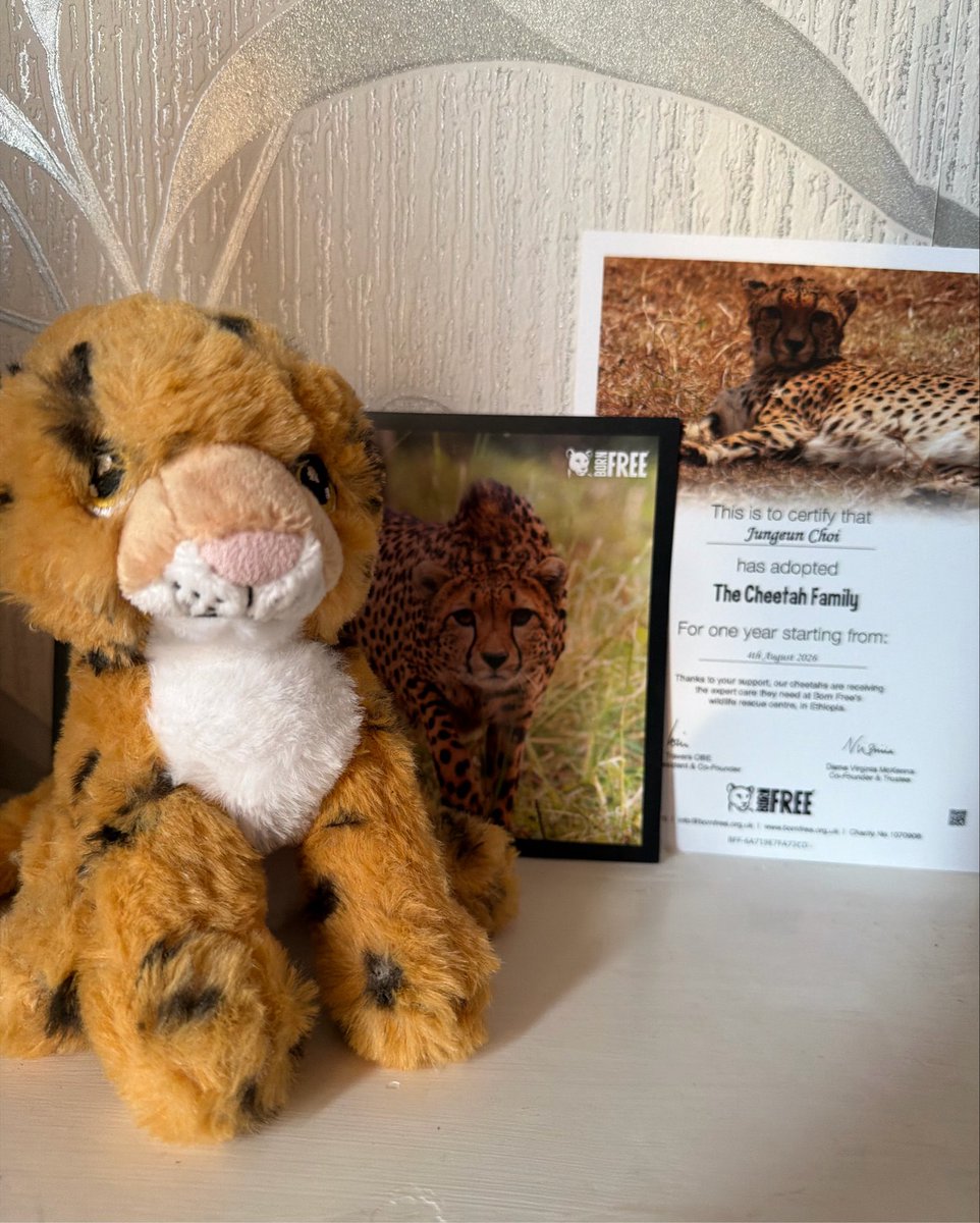 jjunggingie's tweet photo. The plush toy and certificate have officially arrived, meaning the adoption is now fully confirmed! 

Thank you so much everyone, the next step is presenting this information to Jungeun and hopefully getting a name at some point for our new friend ♡

#최정은 #CHOIJUNGEUN #이즈나 https://t.co/SV9FCv6JCo
