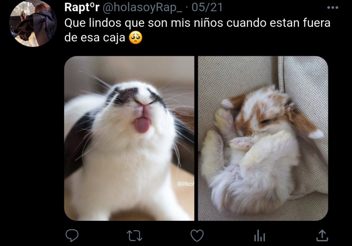 Annely_dcc's tweet photo. *.ﾟ Conejos Ilegales・'°☆

Raptor, estudiante de veterinaria, secuestra a 3 conejos.

Va a necesitar ayuda legal si no quiere ir preso..
#CoMPaS #Spartor [ 🐰 ] https://t.co/HkMj5hXIO8