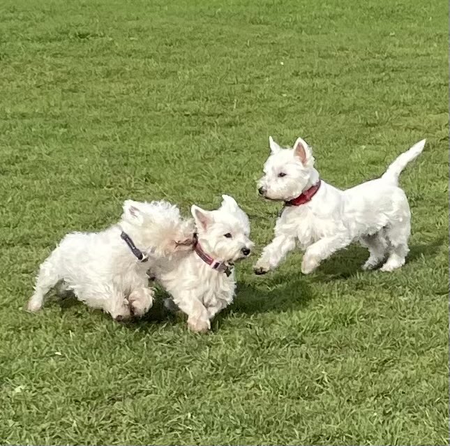 driseborough's tweet photo. The 3 amigos. 😍#throwbackthursday #hamish #maggie #angus https://t.co/SJpO2bjOum