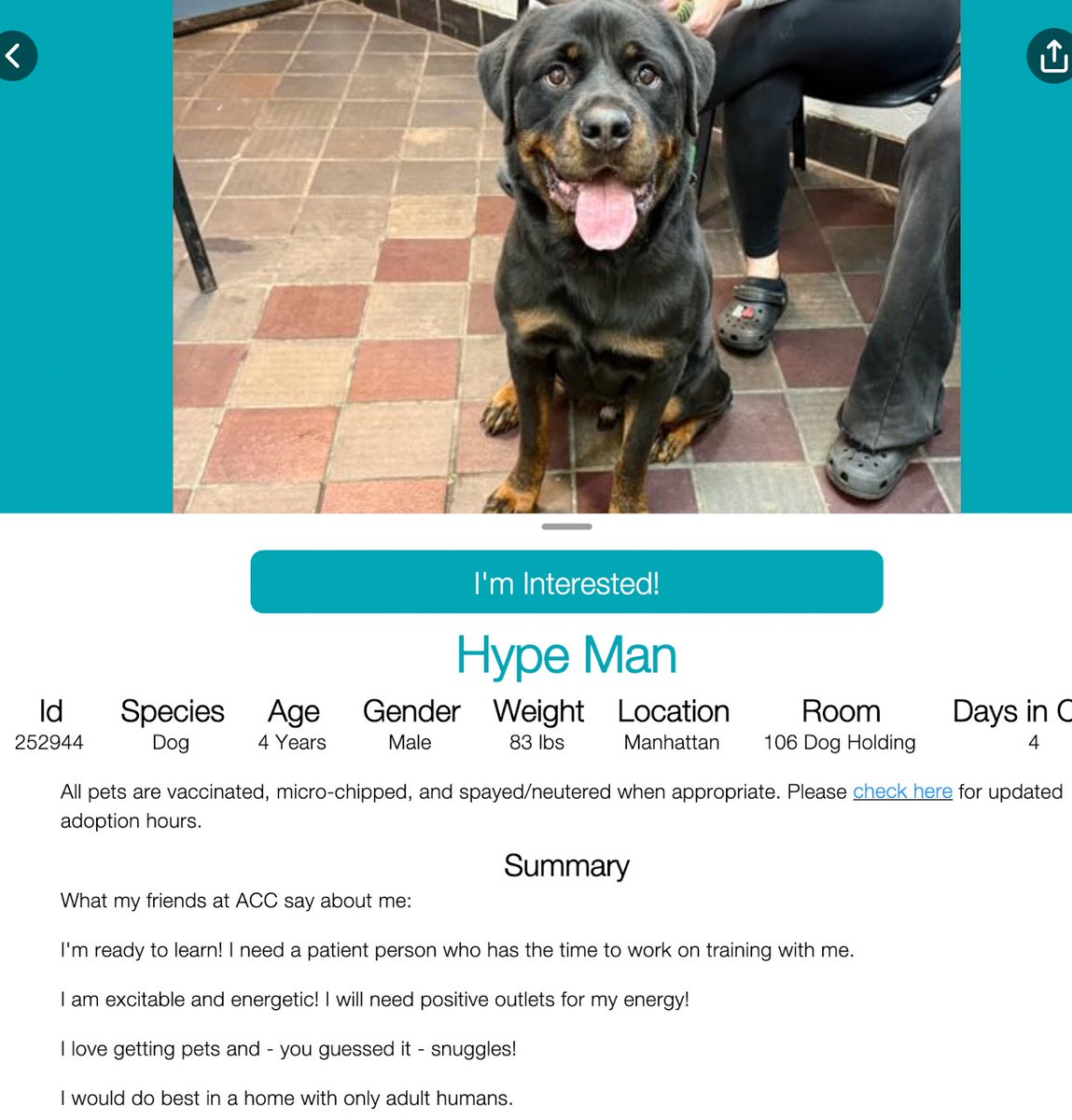 samj_jane's tweet photo. 🐶 #Adoptme 🐶 https://t.co/rVdb1eYaHn
Meet Hype man he's a gorg 4yr old #Rottie excitable energetic
Friendly+loves cuddles needs some training get on down to #Macc don't miss out on a lifetime of love +loyalty #Foster #Adopt #Pledge #Rottielovers #Rottweiler #Nycacc 🙏💕 https://t.co/tpuRDI1uHy
