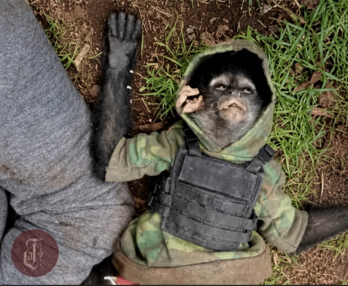 O_rtee's tweet photo. I love me some weird people ngl cuz yesss send me a cartel monkey https://t.co/nvXRlu2Xx4