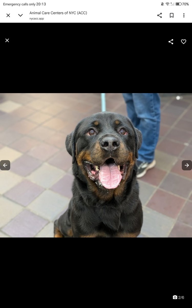 samj_jane's tweet photo. 🐶 #Adoptme 🐶 https://t.co/rVdb1eYaHn
Meet Hype man he's a gorg 4yr old #Rottie excitable energetic
Friendly+loves cuddles needs some training get on down to #Macc don't miss out on a lifetime of love +loyalty #Foster #Adopt #Pledge #Rottielovers #Rottweiler #Nycacc 🙏💕 https://t.co/tpuRDI1uHy