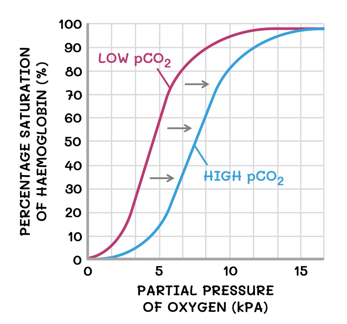 AmmousMD's tweet photo. The Bohr effect shows how higher CO₂ levels make hemoglobin release oxygen more easily.

Slower breathing = higher CO₂ = better tissue oxygenation. https://t.co/mhRwGF2I16
