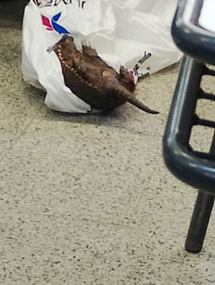 1ElKais9's tweet photo. @OtaCursed Creo que lo más funable que tengo es a este animal petateado que le pusieron en la mochila a un compañero el año pasado https://t.co/473JLqeJ8J