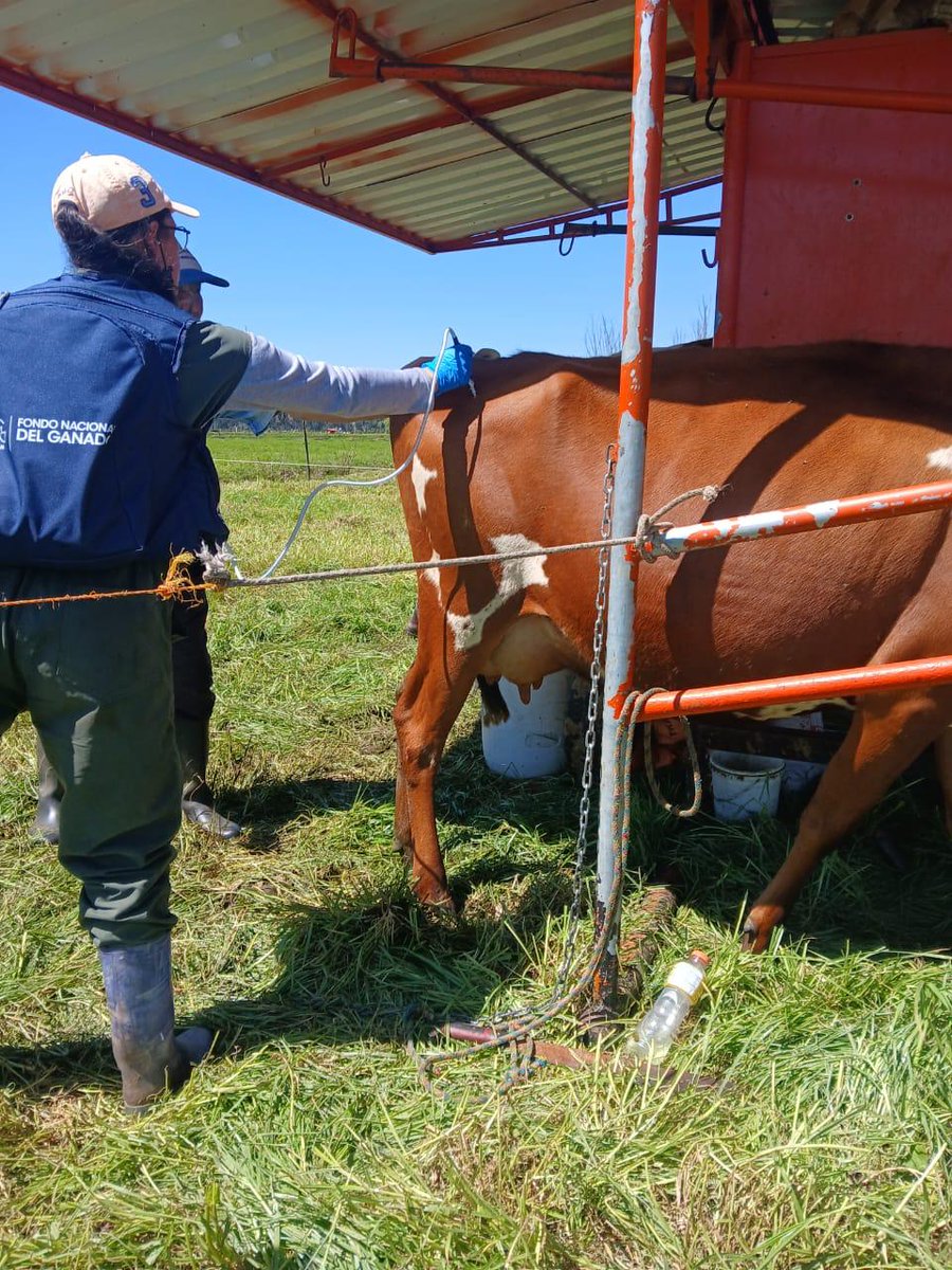 jflafaurie's tweet photo. #TodosAVacunar 

➡️ https://t.co/tMqyRjKtdg

Vía @AgrolatamArg 

El informe estadístico definitivo reveló la vacunación de 29,7 millones de animales (29.064.616 bovinos y 685.462 búfalos). Los ganaderos de #Casanare y #Risaralda sobresalieron al inmunizar contra fiebre aftosa el 100 % de su inventario.

@Fedegan
#LlegamosATrabajar
#ConstruyendoGanadería
#OrgullosamenteGanaderos
#GanaderíaSostenible