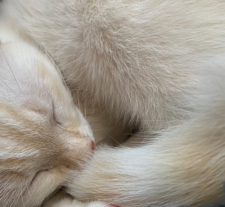 Jkmylle_'s tweet photo. #Jikookau | CONCLUÍDA 
͏ ͏ ͏ ͏ ͏ ͏ ͏ ͏ ͏ ͏ ͏ ͏ ͏ ͏#﹙Melimin﹚

Jimin é um pai de pet bobão, ele sempre tira um momento de seu dia pra postar fotos de sua gatinha no twitter e deixar todos encantados com a felina.

Ou onde Jungkook dá falta das fotos e tira satisfação. https://t.co/ww8kHx8Lj7
