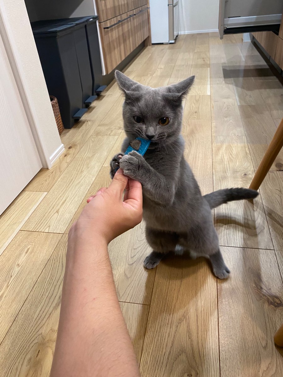 co0567's tweet photo. #SiMねこ盤 https://t.co/LsrGkW2W9W
