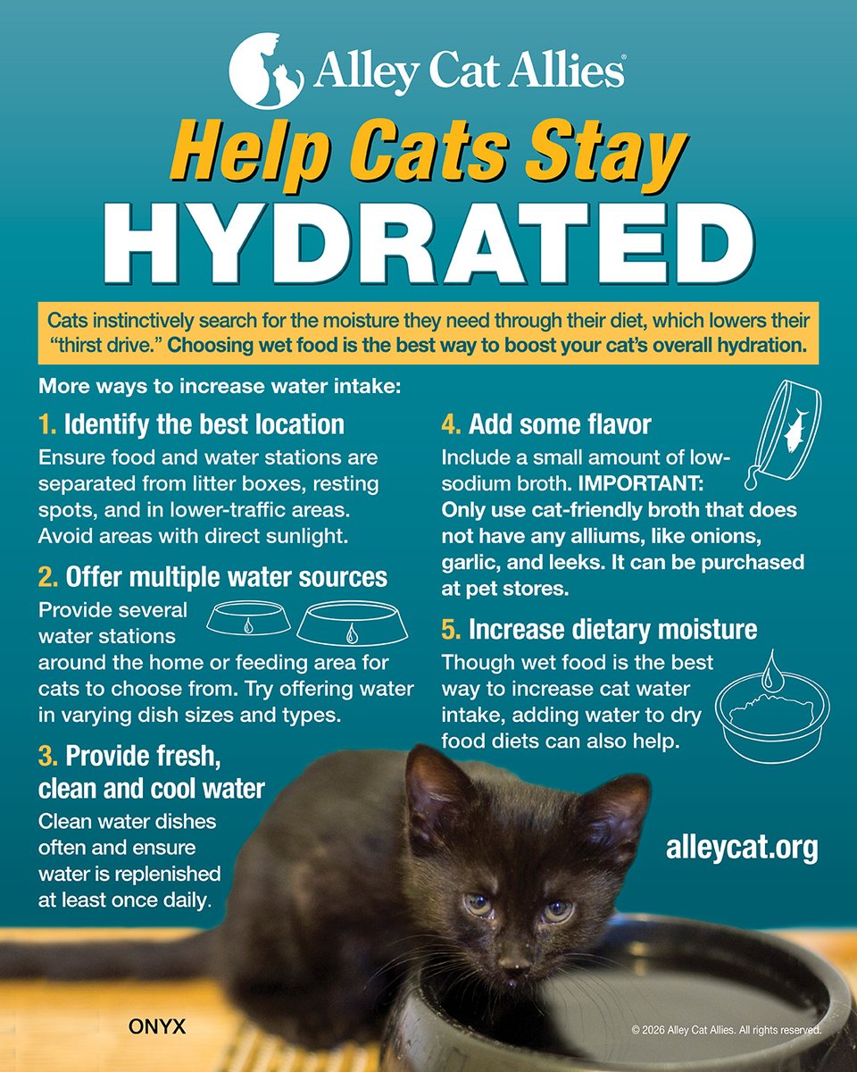 alleycatallies's tweet photo. Keeping cats hydrated is critical! And since we're in the thick of summer, with heat waves impacting so many communities, hydration tips are more important than ever. 💧

Learn more tips to help cats stay cool, hydrated, and safe at https://t.co/Vc2KJPsUNn

#catfacts #cattips #catcaretips #summersafety