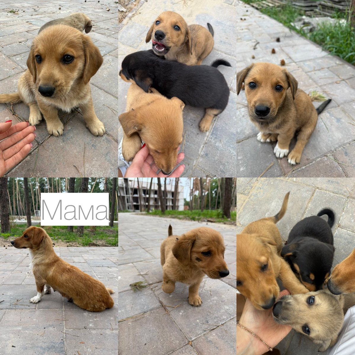 help_animals_dn's tweet photo. Від нас інфо :

Цуценята шукають гарну родину  4 дівчинки і 1 хлопчик
Дуже  гарні, мама фото є
Телефонуйте 0672440076 Юлія 
Знаходяться в обуховкі https://t.co/swNZPb826n