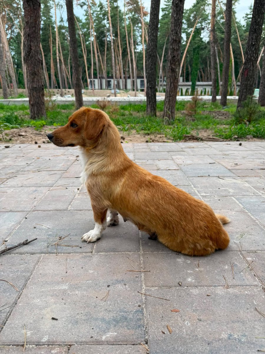 help_animals_dn's tweet photo. Від нас інфо :

Цуценята шукають гарну родину  4 дівчинки і 1 хлопчик
Дуже  гарні, мама фото є
Телефонуйте 0672440076 Юлія 
Знаходяться в обуховкі https://t.co/swNZPb826n