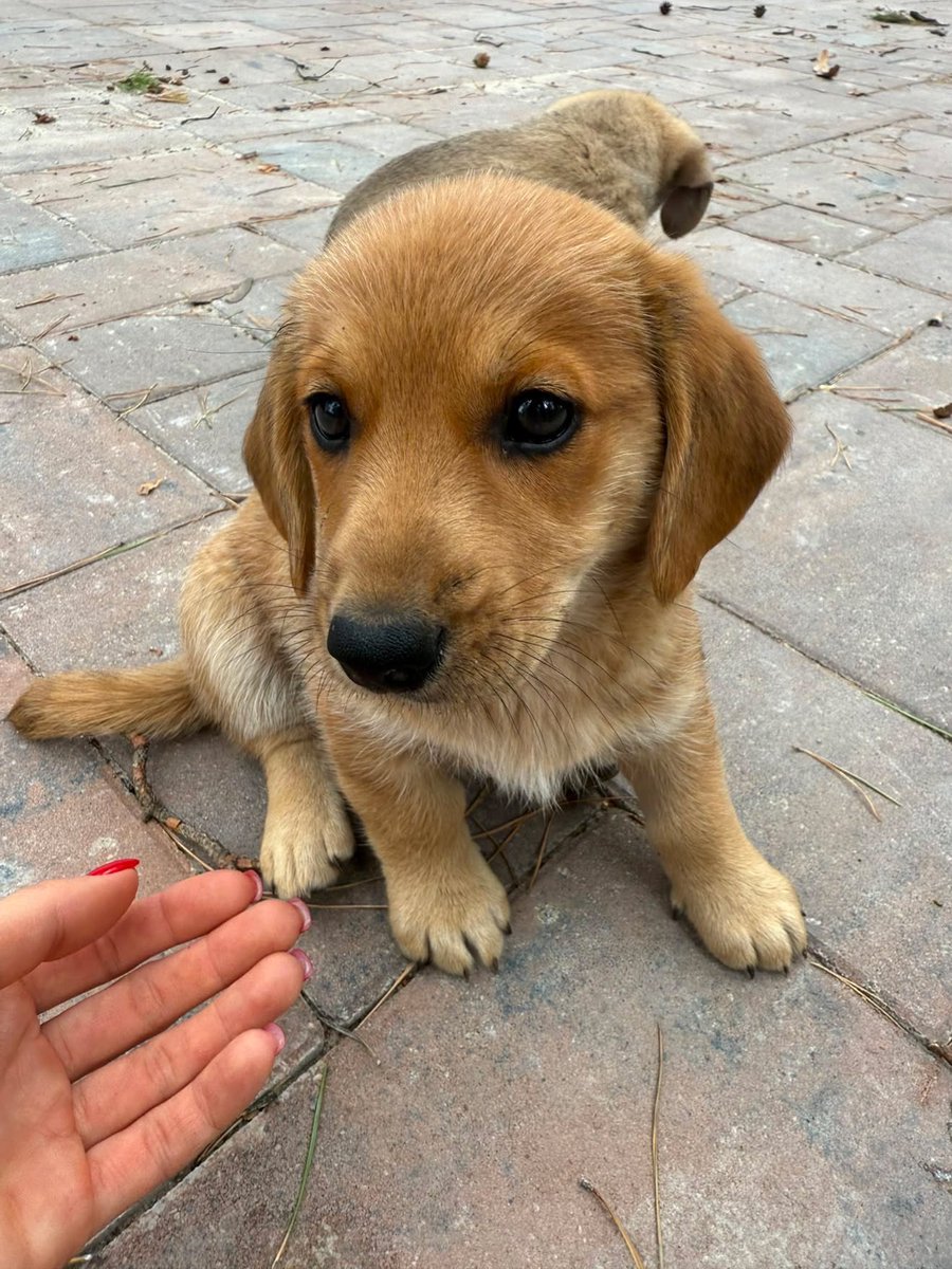 help_animals_dn's tweet photo. Від нас інфо :

Цуценята шукають гарну родину  4 дівчинки і 1 хлопчик
Дуже  гарні, мама фото є
Телефонуйте 0672440076 Юлія 
Знаходяться в обуховкі https://t.co/swNZPb826n