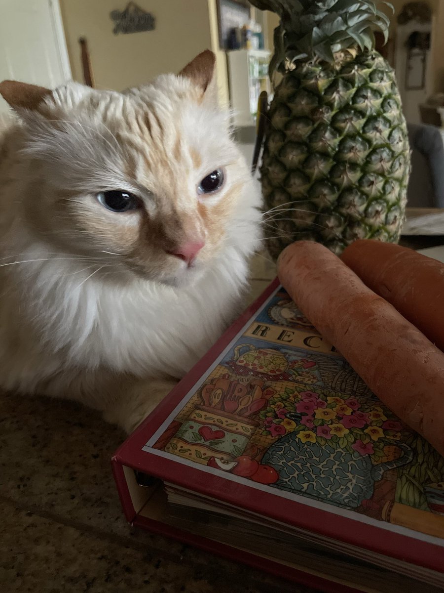 VandsAnds's tweet photo. @oreoeocat Tooth loves the smell of bleach, so I get the struggle. https://t.co/pZu4W25iiS