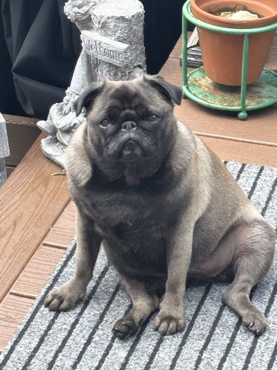 GerryHearn's tweet photo. My little girl Winnie just loves chilling on the deck. Love my Pug https://t.co/Q2zqqopkzc