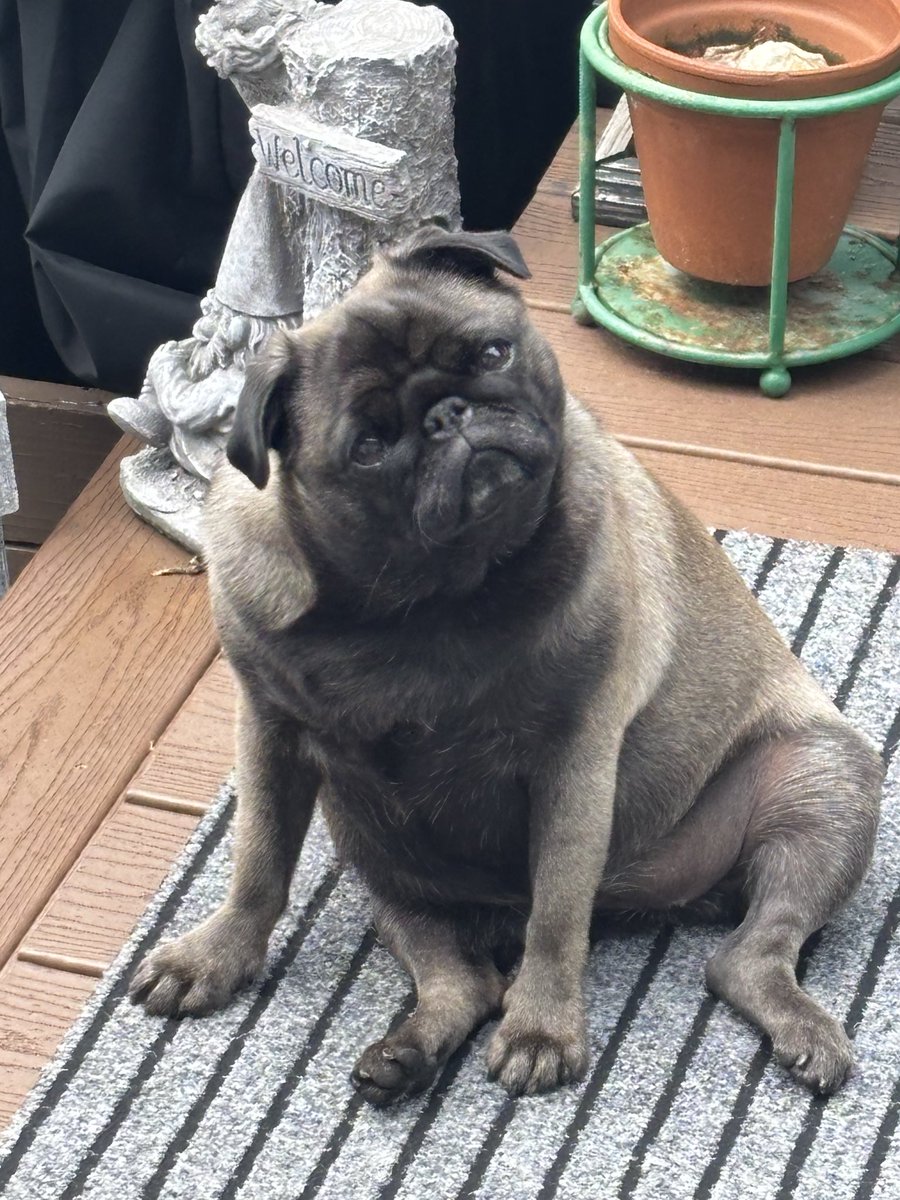 GerryHearn's tweet photo. My little girl Winnie just loves chilling on the deck. Love my Pug https://t.co/Q2zqqopkzc