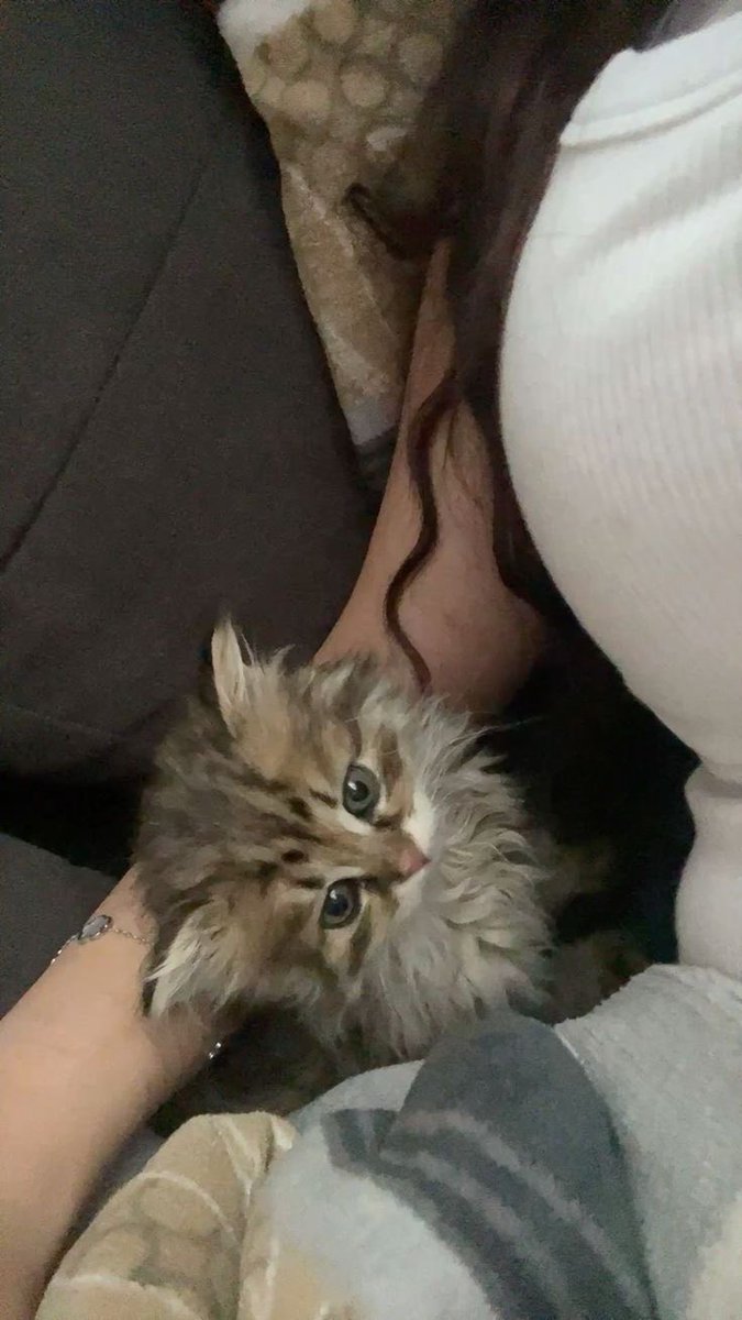 ddcelcious's tweet photo. paling ga bisa liat kitten https://t.co/NFPUq8pcfw