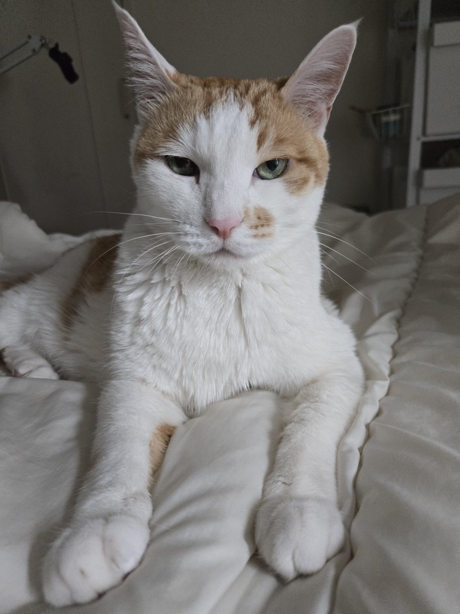 bongpalCAT's tweet photo. 여보게 https://t.co/ZprEIhvY0f
