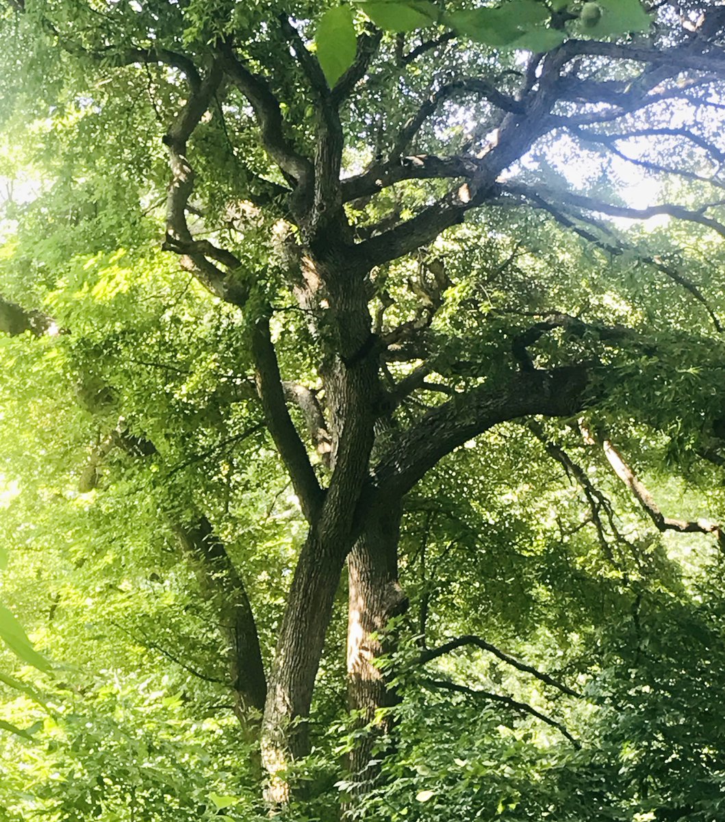 mariarosa_456's tweet photo. More than ever what we live with is falling away
But we live on, at the threshold with lofty emotions
For the sayable is within our hearts
More than ever what we see is not grief anymore
Dreams have become the beauty we possess. ©️

my📸 https://t.co/ACjPYwVfVm