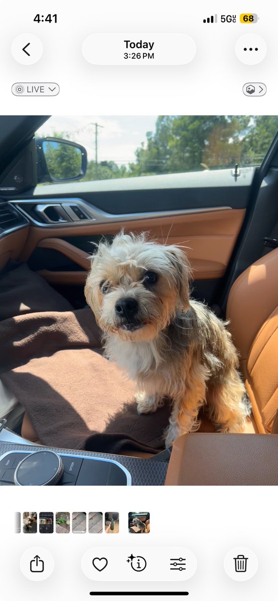 Briabebe_'s tweet photo. my children 🐶🐾🥺🦴 https://t.co/qJRqEwwCHV