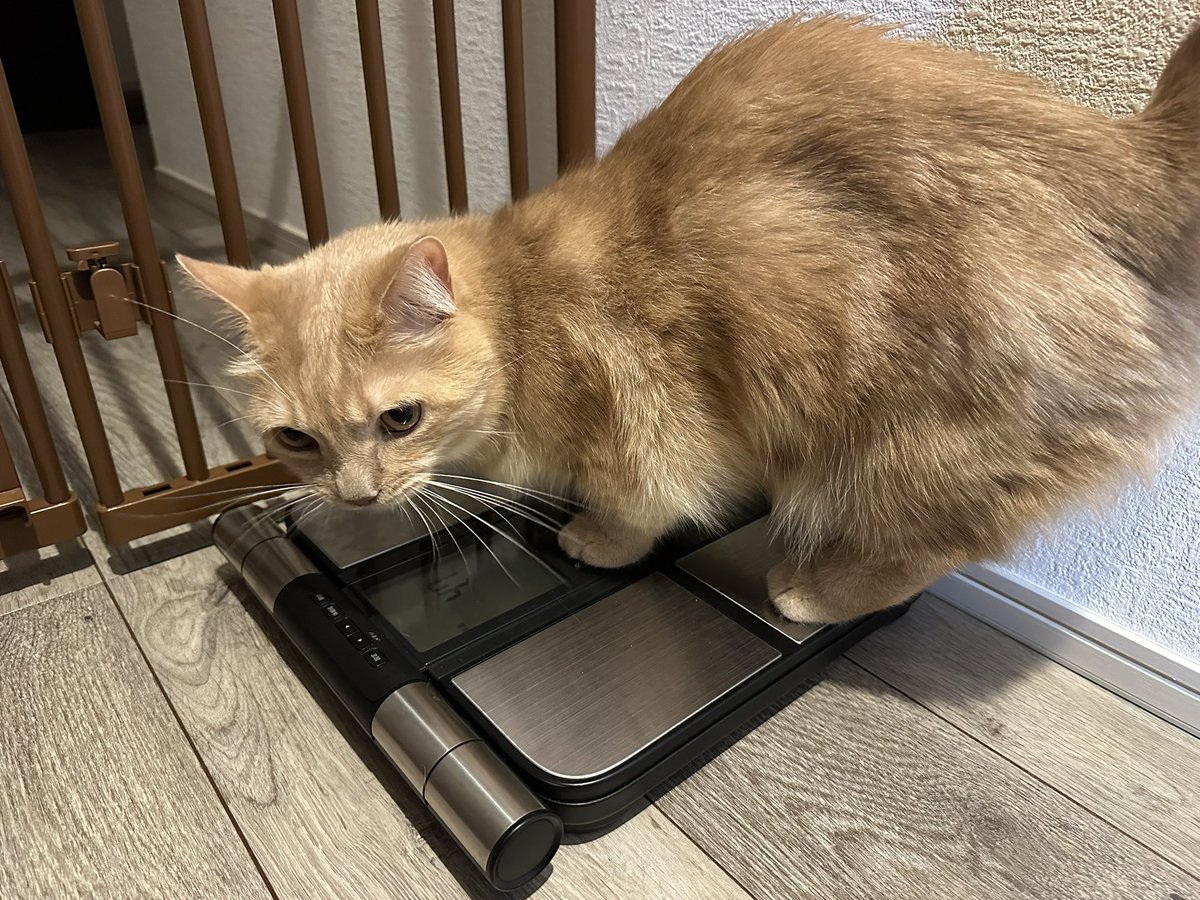 gorogoromocha's tweet photo. 2026/08/06
モカが267週齢を迎えたので成長記録🐈
毎朝目が覚めると添い寝してくれるかわいいモカピ😻
体重：4.7kg
#モカ成長記録 #267週齢 #猫 #マンチカン #cat #munchkin https://t.co/Jt3M35kGyH