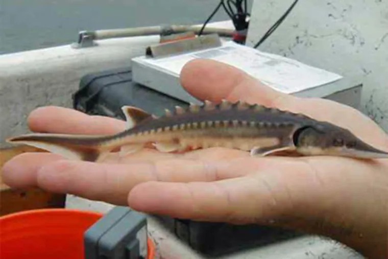 michirahime's tweet photo. Work hard but it's worth it for Them.... Do it for the baby sturgeons..... https://t.co/fTM7aGcatM
