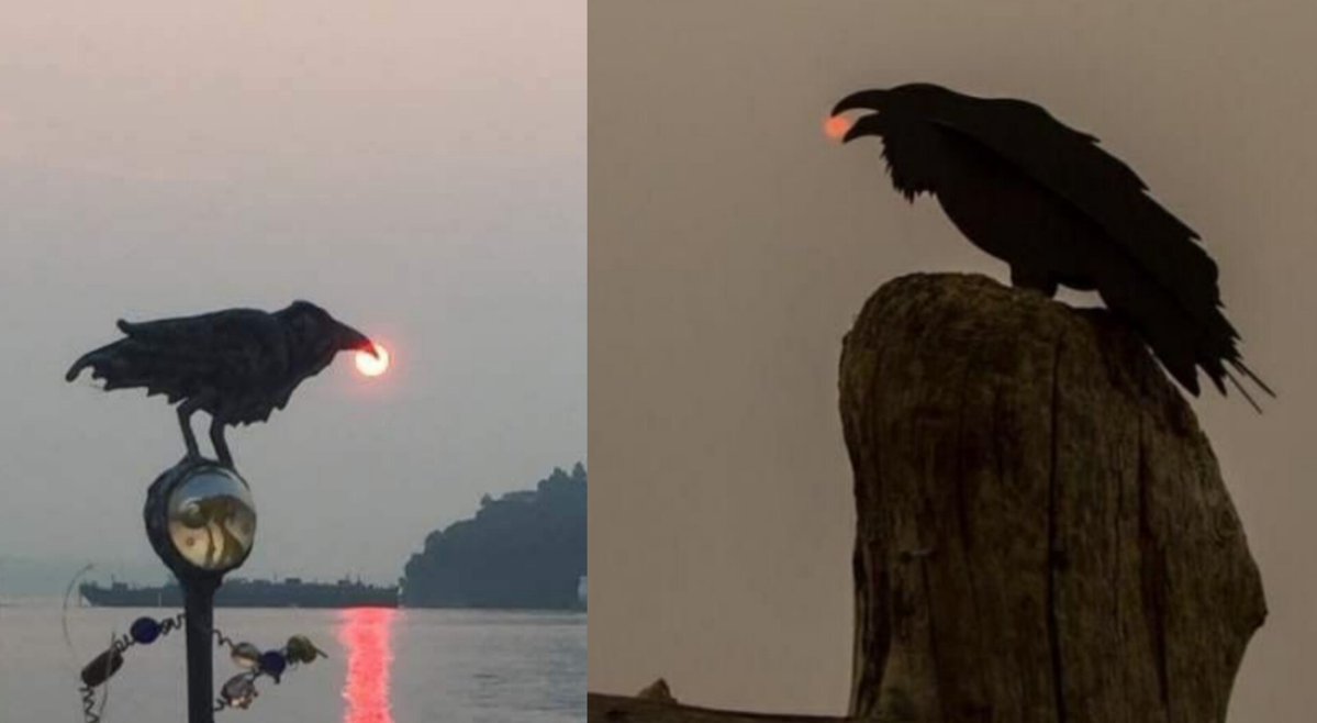 The_Regal_Raven's tweet photo. Early bird gets the sun https://t.co/fnfGObQCZb