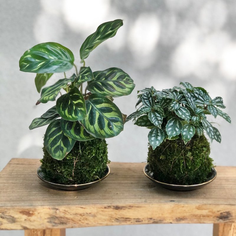 sir_ccount's tweet photo. [Pro tip for your green buddies: Water pothos when the top 2 inches of soil feel dry u0026 place in bright indirect light—easy, peasy! ]， https://t.co/G705U3HCTV