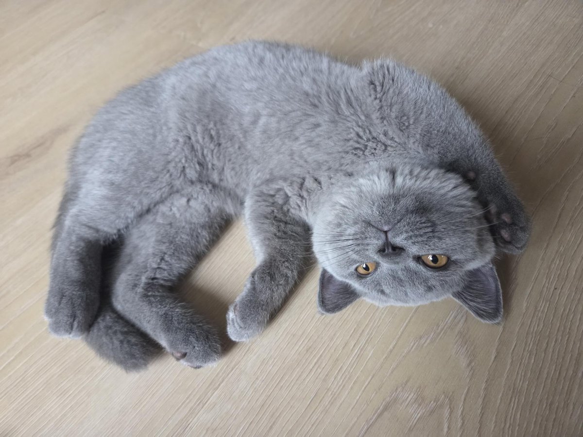 SabV8's tweet photo. Hoi! #catspam https://t.co/mSu0n1RVpo