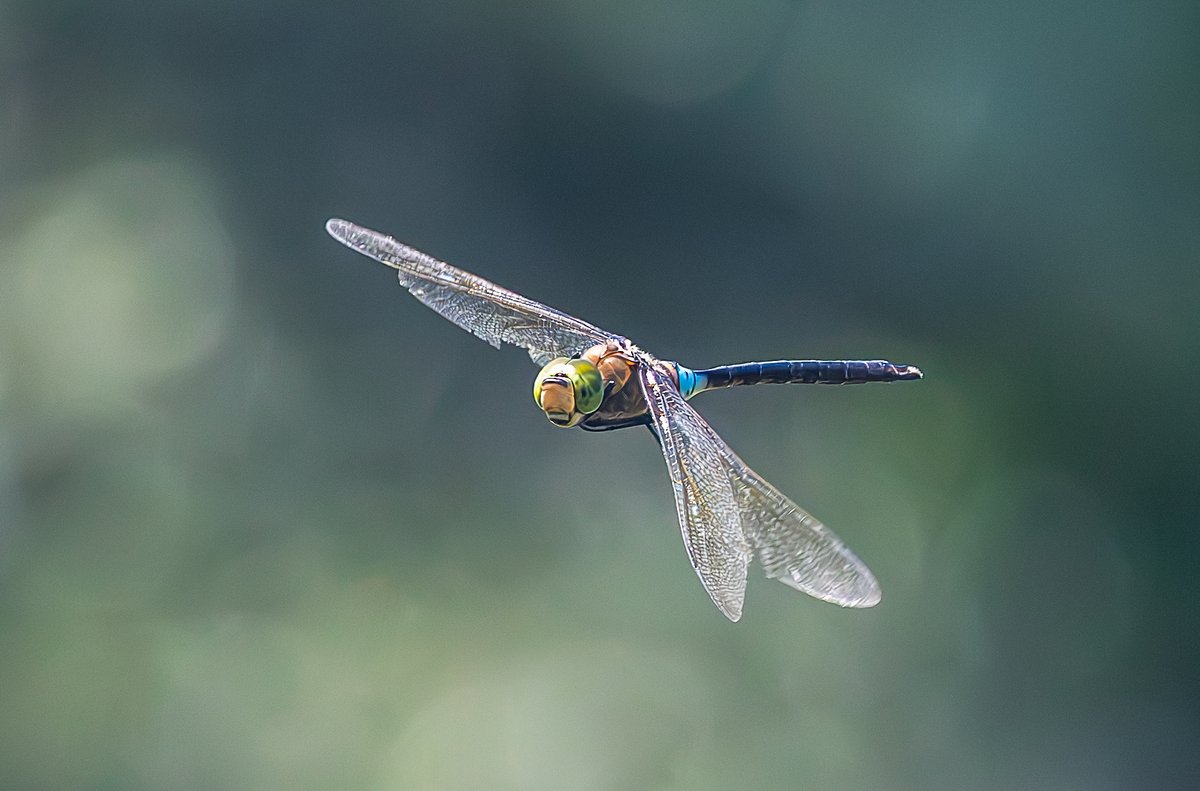 CDLWildlife's tweet photo. A Lesser Emperor at Clennon Lakes from a couple of weeks ago. Photos were taken on 24/7 at lake 1.
@BDSdragonflies https://t.co/2dx13Am23H
