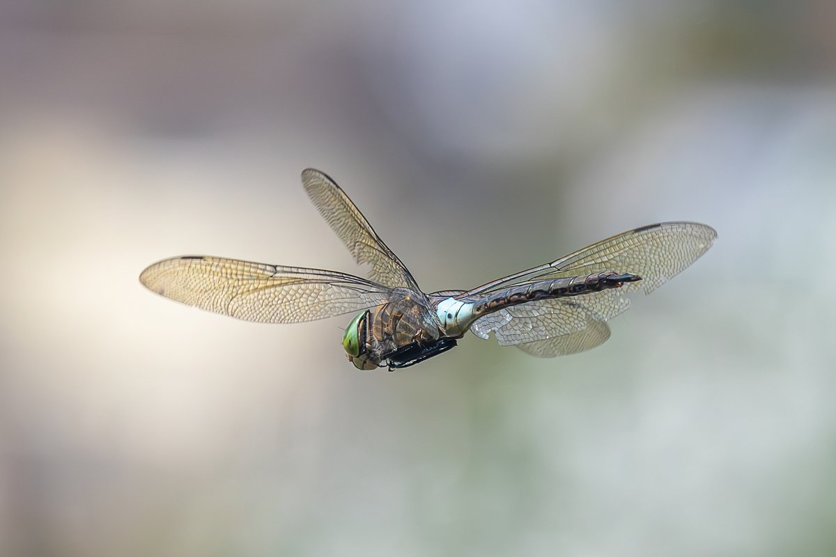 CDLWildlife's tweet photo. A Lesser Emperor at Clennon Lakes from a couple of weeks ago. Photos were taken on 24/7 at lake 1.
@BDSdragonflies https://t.co/2dx13Am23H