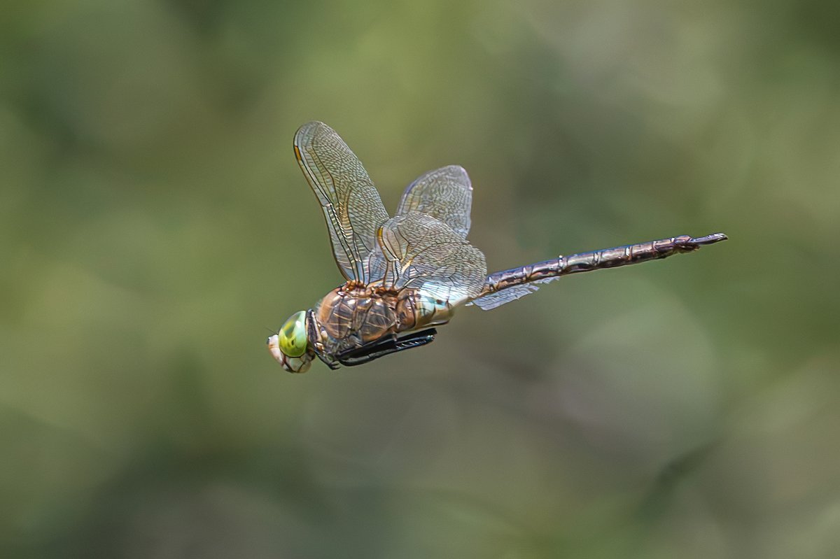CDLWildlife's tweet photo. A Lesser Emperor at Clennon Lakes from a couple of weeks ago. Photos were taken on 24/7 at lake 1.
@BDSdragonflies https://t.co/2dx13Am23H