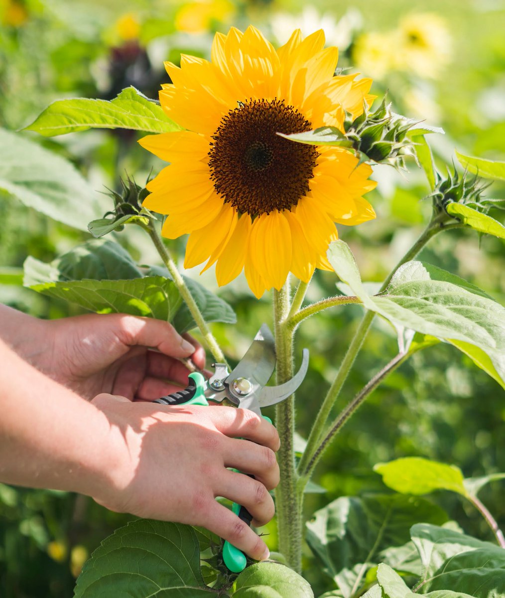 mypgnow's tweet photo. Your golden hour awaits: PG Sunflower Festival opens today | https://t.co/HQa0u9GZfc #cityofpg #PrinceGeorge #northernbc https://t.co/wrVBUFbAxt