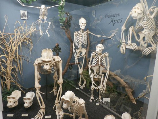 Visceral9000's tweet photo. Hominid core images https://t.co/W4tD8Fj4fM