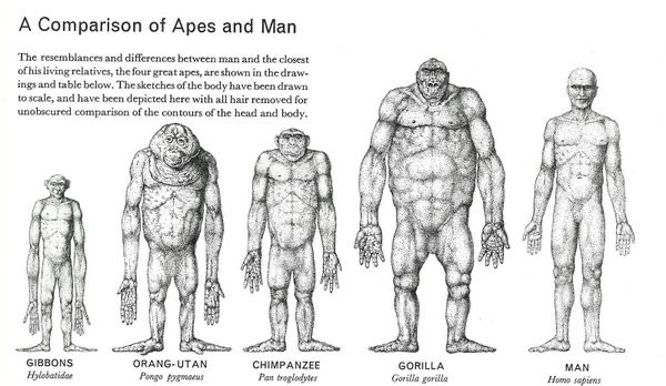 Visceral9000's tweet photo. Hominid core images https://t.co/W4tD8Fj4fM