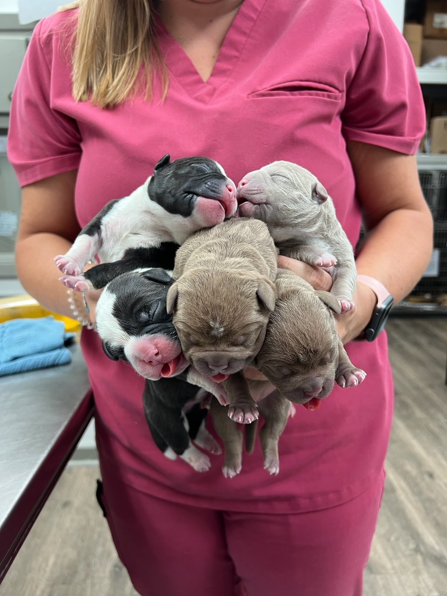 _ACOxford's tweet photo. After a c-section and reviving, the surgery room is full of squealing 💥📣 and sleeping 💤puppies. Is it cutest part of our job?? We think so! https://t.co/u2w3MC3LCD