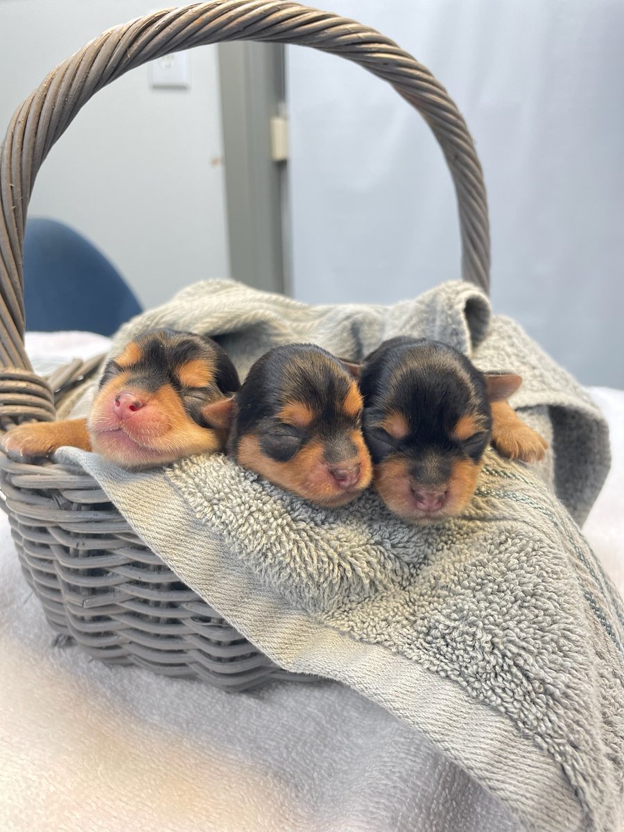 _ACOxford's tweet photo. After a c-section and reviving, the surgery room is full of squealing 💥📣 and sleeping 💤puppies. Is it cutest part of our job?? We think so! https://t.co/u2w3MC3LCD