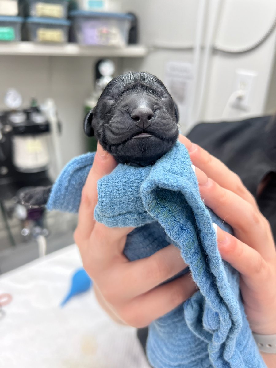 _ACOxford's tweet photo. After a c-section and reviving, the surgery room is full of squealing 💥📣 and sleeping 💤puppies. Is it cutest part of our job?? We think so! https://t.co/u2w3MC3LCD