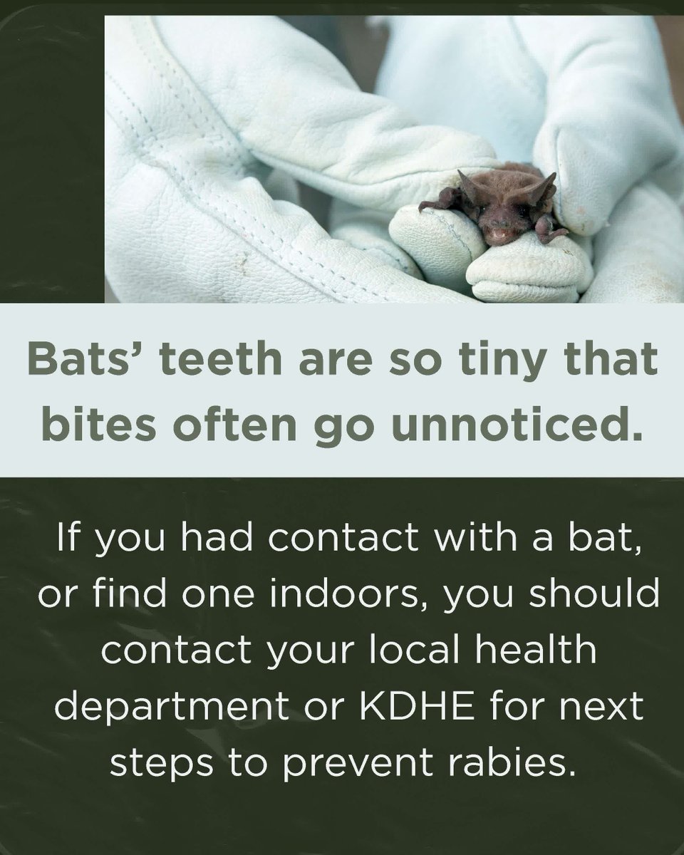 KDHE's tweet photo. Bat bites can be so small that you may not notice it. If you don't know whether a bat touched you, then you are considered potentially exposed to rabies. Safely catch a bat: https://t.co/lFtcM6VCKv Bats: https://t.co/iT4GjAJ5Un In Kansas: https://t.co/uVNpumHZyu

#BatsofKansas https://t.co/JyXyWYZvAJ