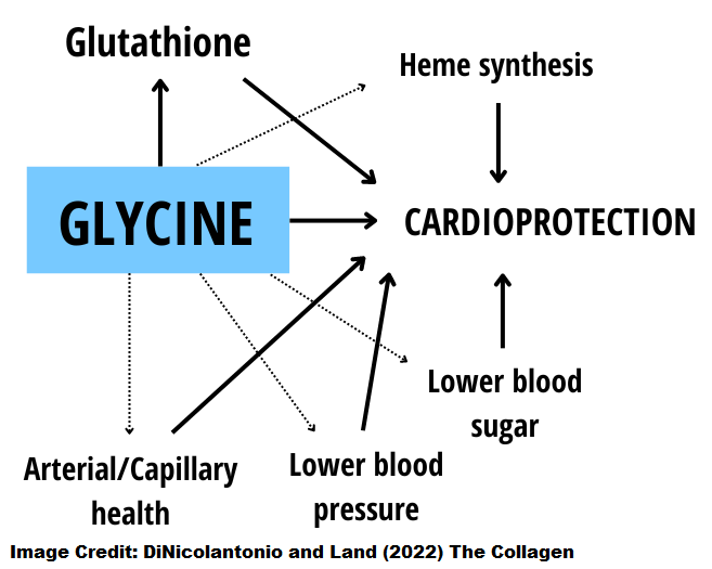 Glycine has many cardioprotective effects: - increased antioxidant defense through glutathione - reduction in inflammation and oxidative stress - lowering of blood pressure - lowering of blood sugar